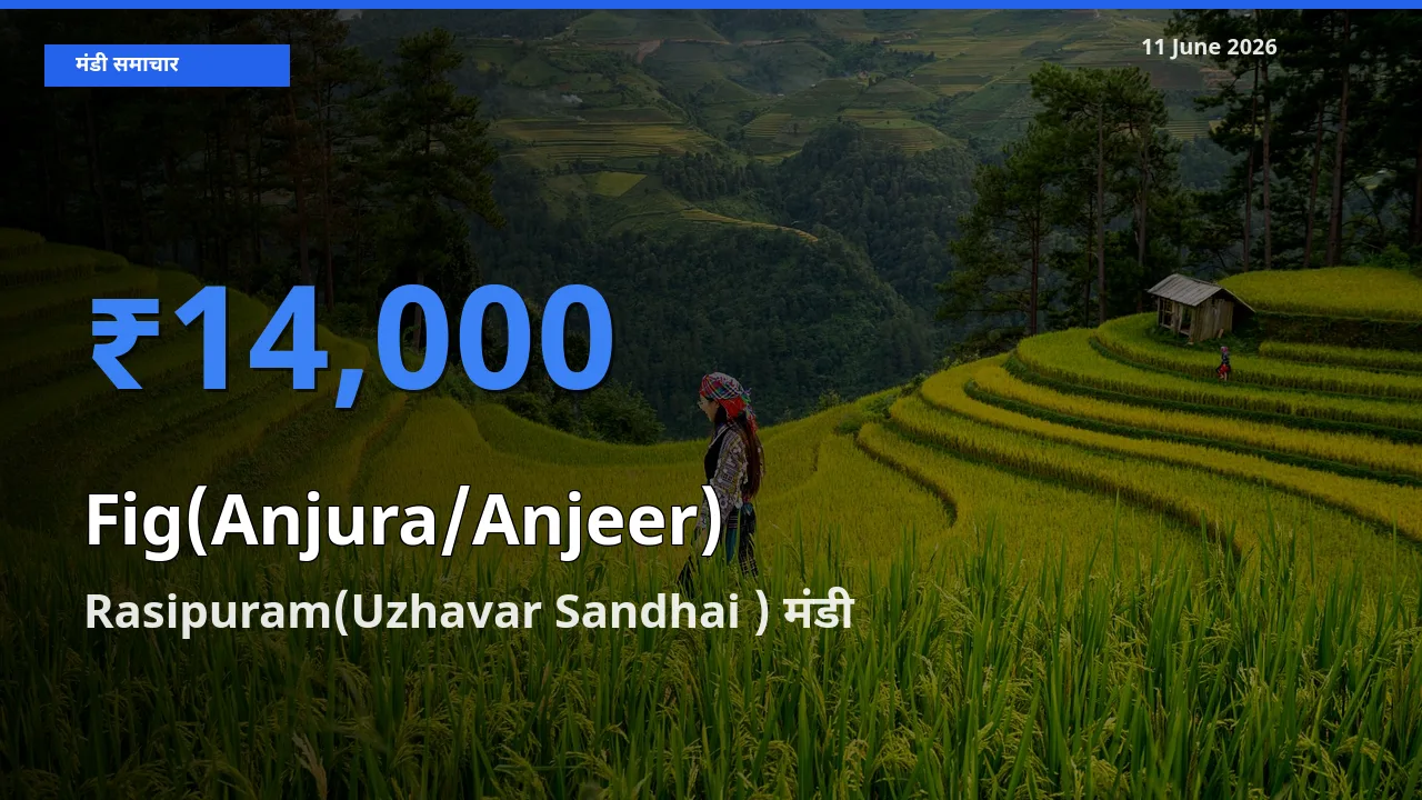 टॉप मंडी बना Rasipuram(Uzhavar Sandhai )! अंजीर के सबसे ऊँचे दाम यहीं दर्ज