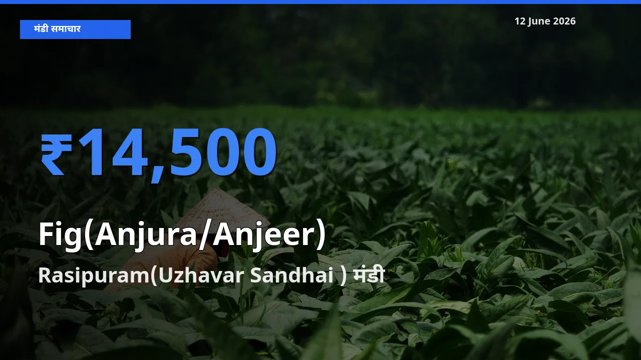 आज अंजीर के सबसे ऊँचे दाम ₹14,500 Rasipuram(Uzhavar Sandhai ) मंडी में
