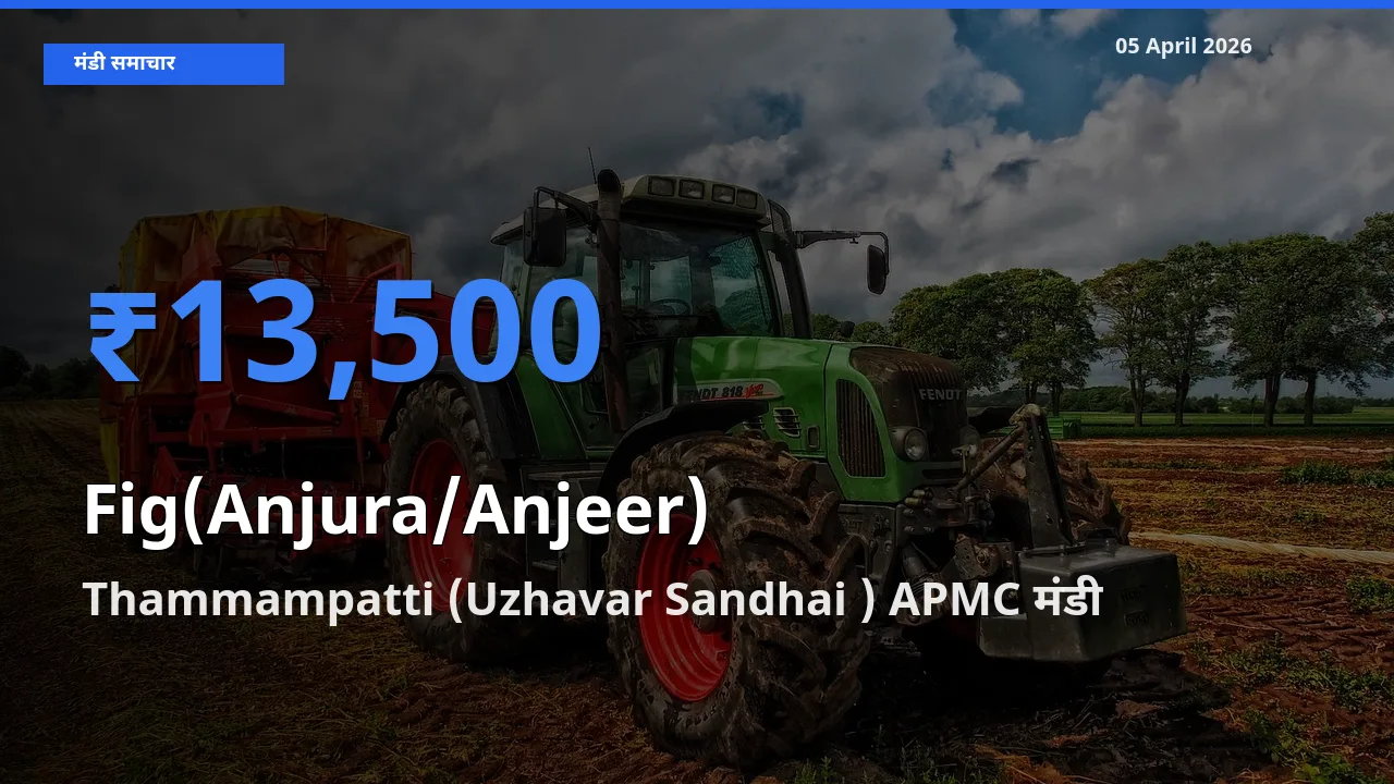 टॉप मंडी बना Thammampatti (Uzhavar Sandhai ) APMC! अंजीर के सबसे ऊँचे दाम यहीं दर्ज