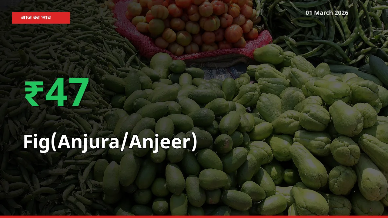 01 March अपडेट: Fig(Anjura/Anjeer) के दाम मंडी में 47.06% उछले