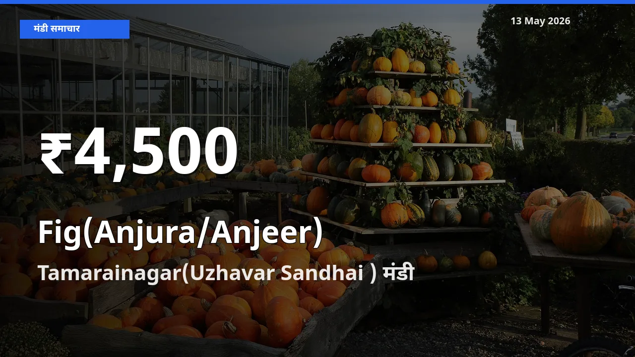 Tamarainagar(Uzhavar Sandhai ) में अंजीर ₹4,500 पर गिरा – 30 दिन का न्यूनतम भाव