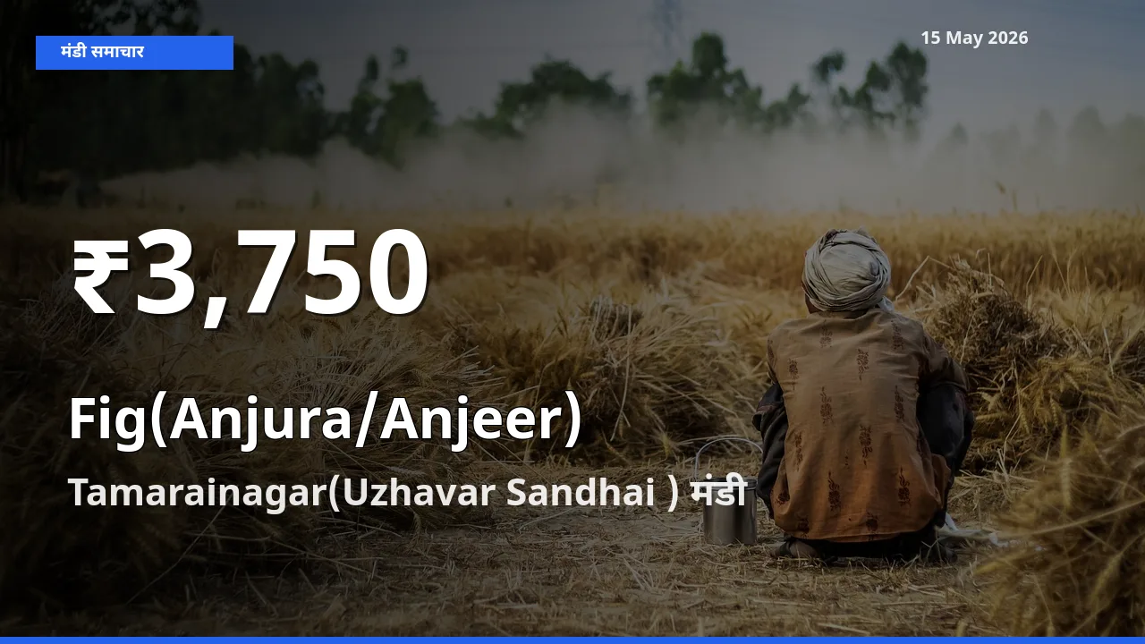 तेज़ गिरावट! Tamarainagar(Uzhavar Sandhai ) में अंजीर के दाम 30 दिन के निचले स्तर पर