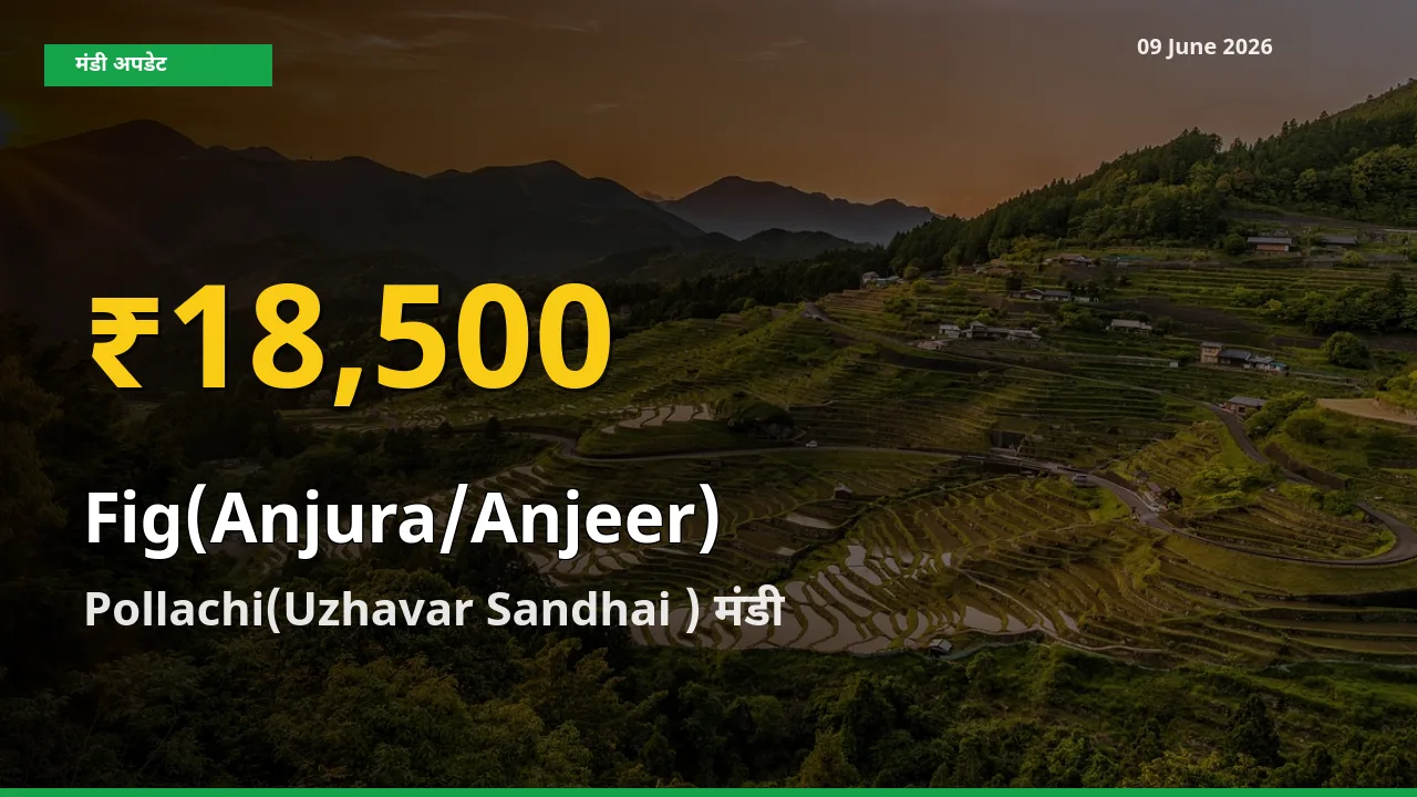 अंजीर के दामों ने बनाया नया रिकॉर्ड, Pollachi(Uzhavar Sandhai ) में तेज़ी