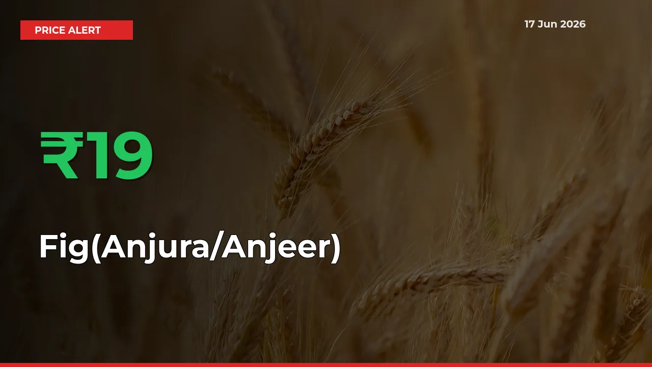 Big Rally! Fig(Anjura/Anjeer) Climbs 19.44% in 24 Hours at Top Mandis