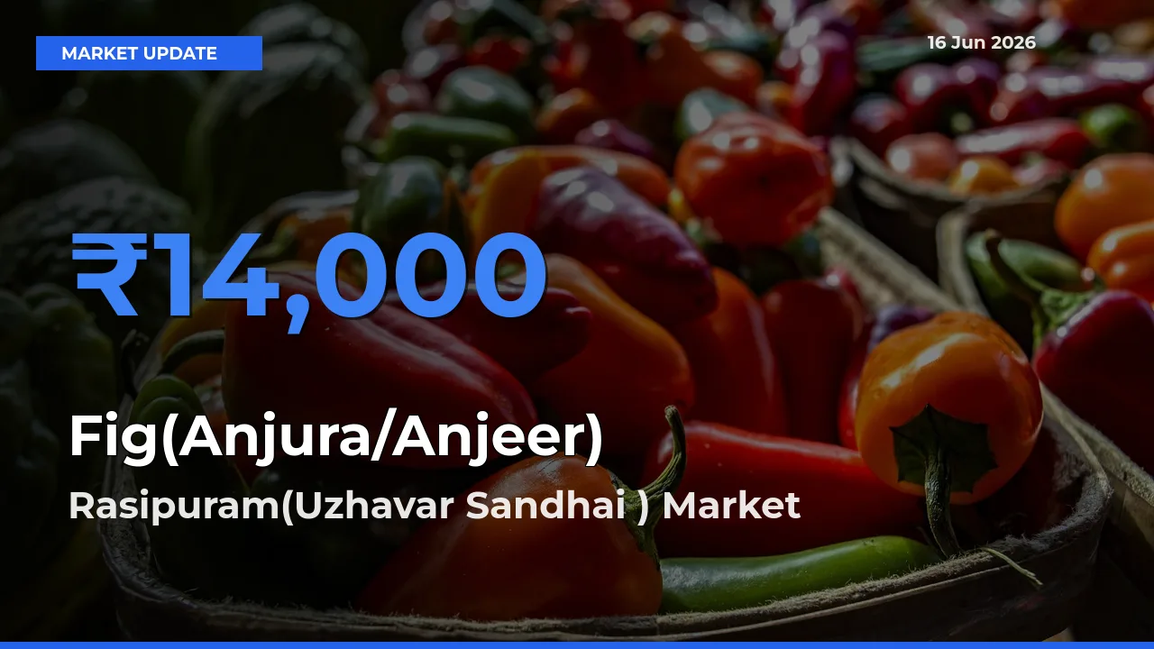 Rasipuram(Uzhavar Sandhai ) Tops Fig(Anjura/Anjeer) Rates – June 16 Market Update