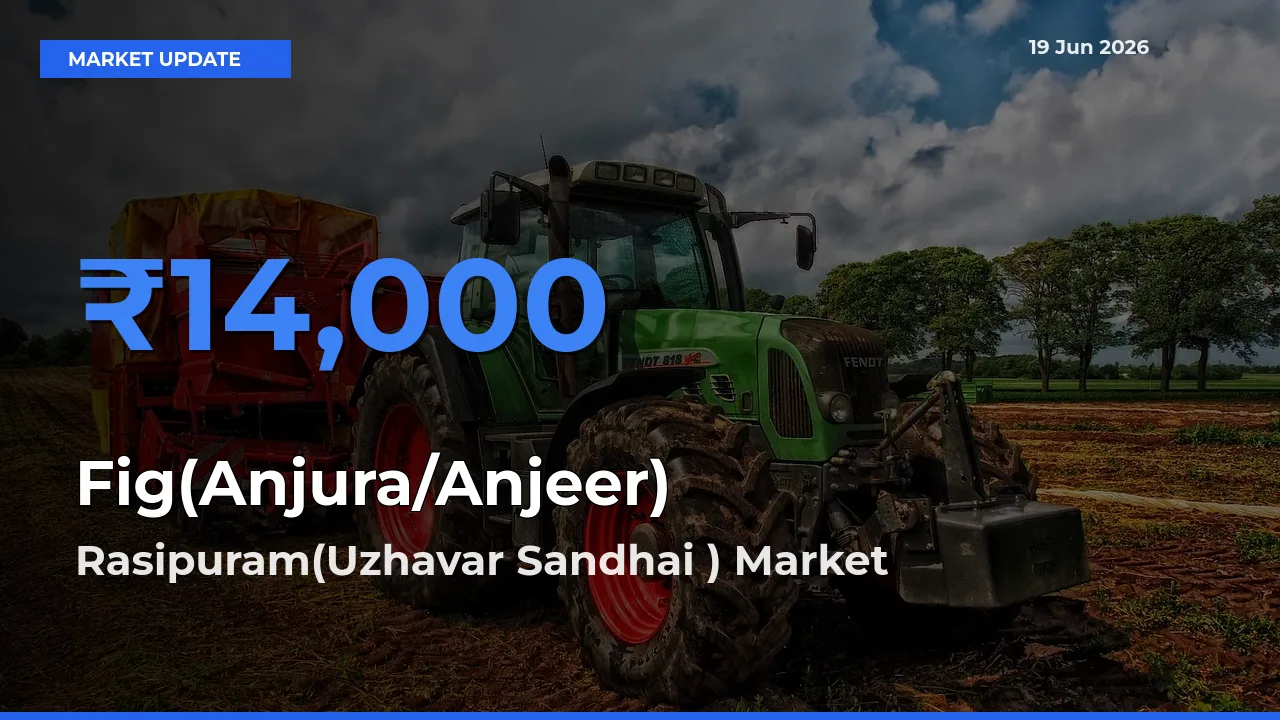 Fig(Anjura/Anjeer) Mandi Rate Today: Rasipuram(Uzhavar Sandhai ) Tops the List