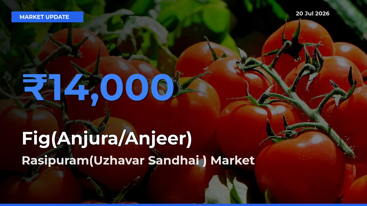 Rasipuram(Uzhavar Sandhai ) Leads as Top Mandi for Fig(Anjura/Anjeer) Prices