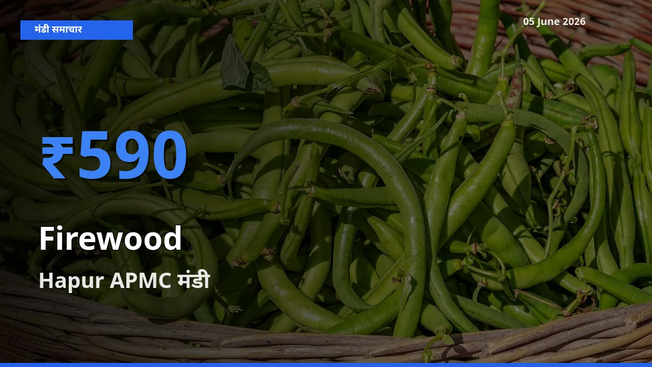 05 June अपडेट: जलावन लकड़ी के सबसे ऊँचे दाम Hapur APMC मंडी में