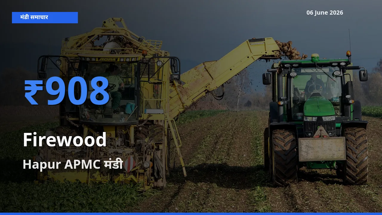 आज जलावन लकड़ी के सबसे ऊँचे दाम ₹908 Hapur APMC मंडी में