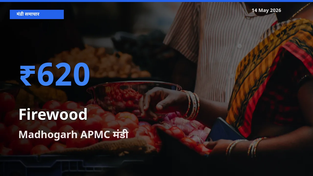 Madhogarh APMC में जलावन लकड़ी का आज सबसे ऊँचा भाव