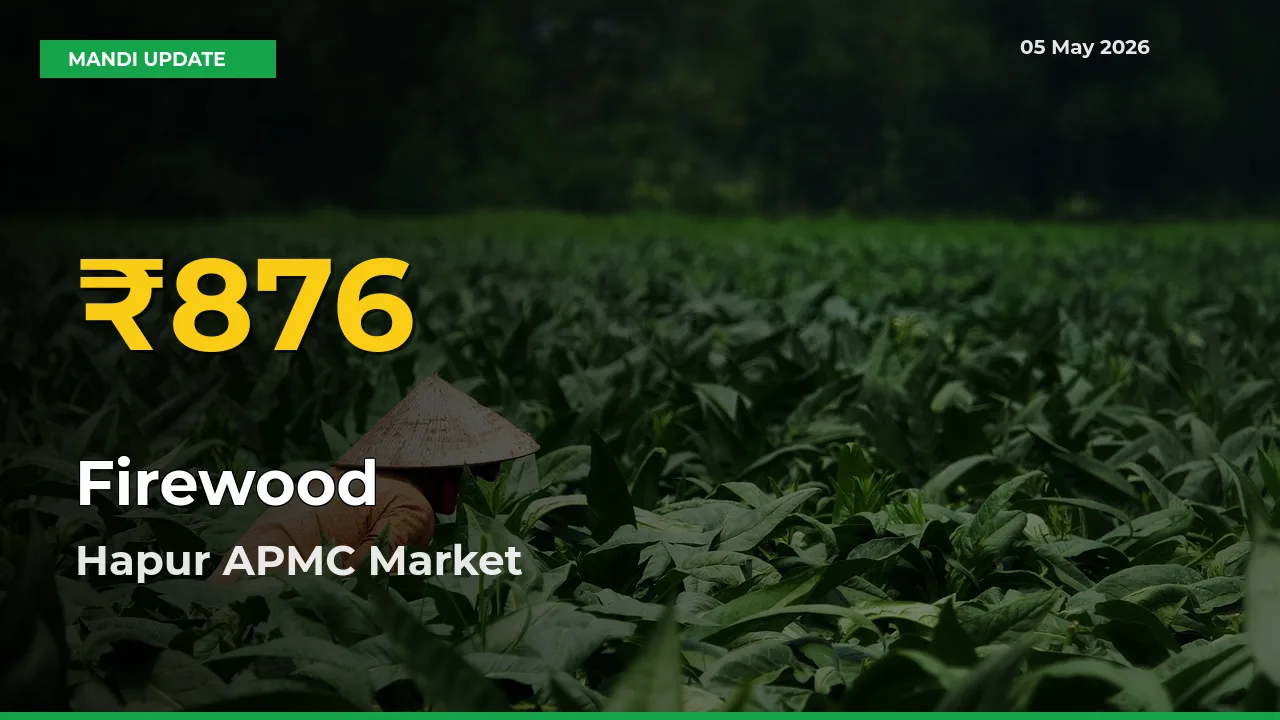 Firewood Price Rally Continues – Hapur APMC Hits Fresh High Today