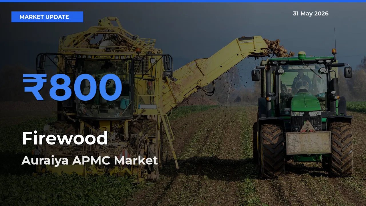 Auraiya APMC Emerges as Top Mandi for Firewood Prices Today