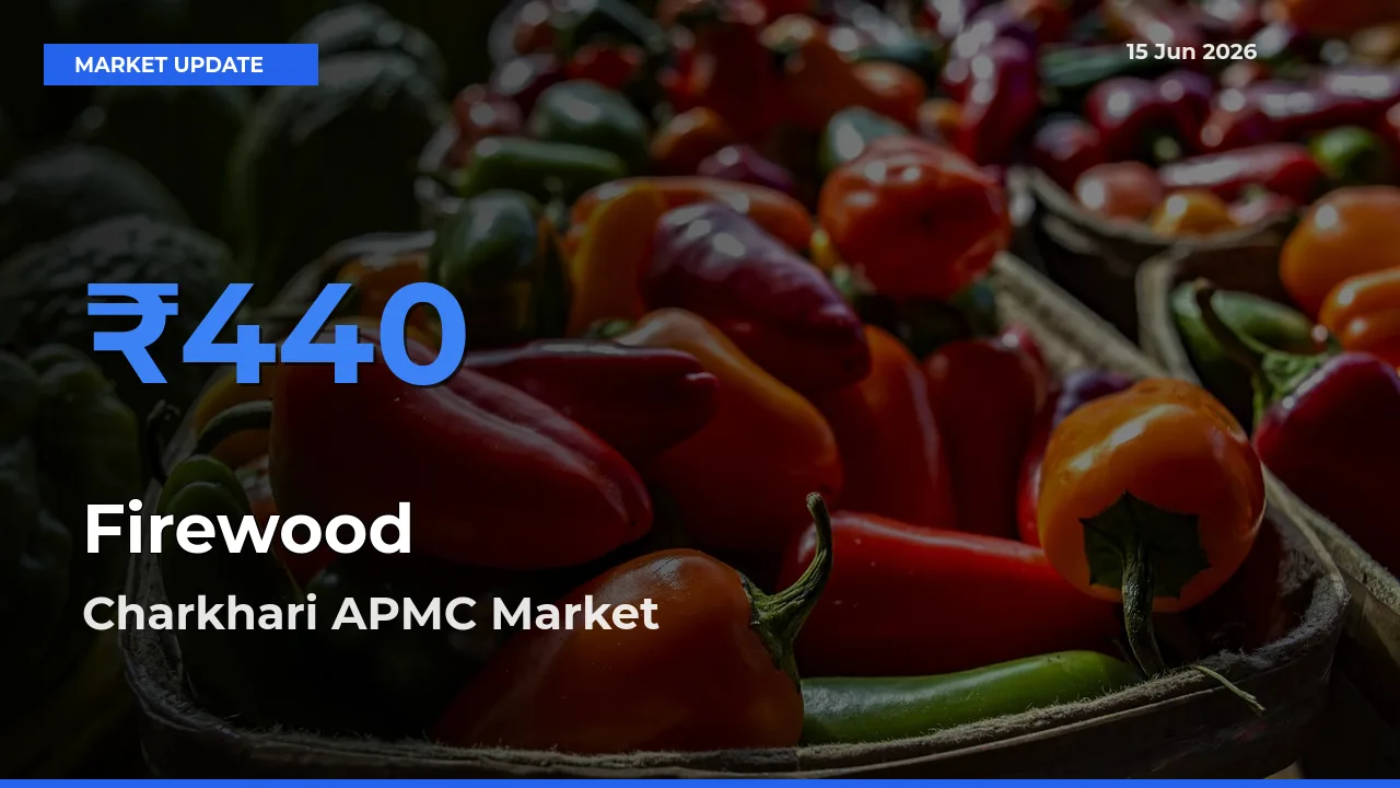 Market Watch: Charkhari APMC Becomes Top Mandi for Firewood