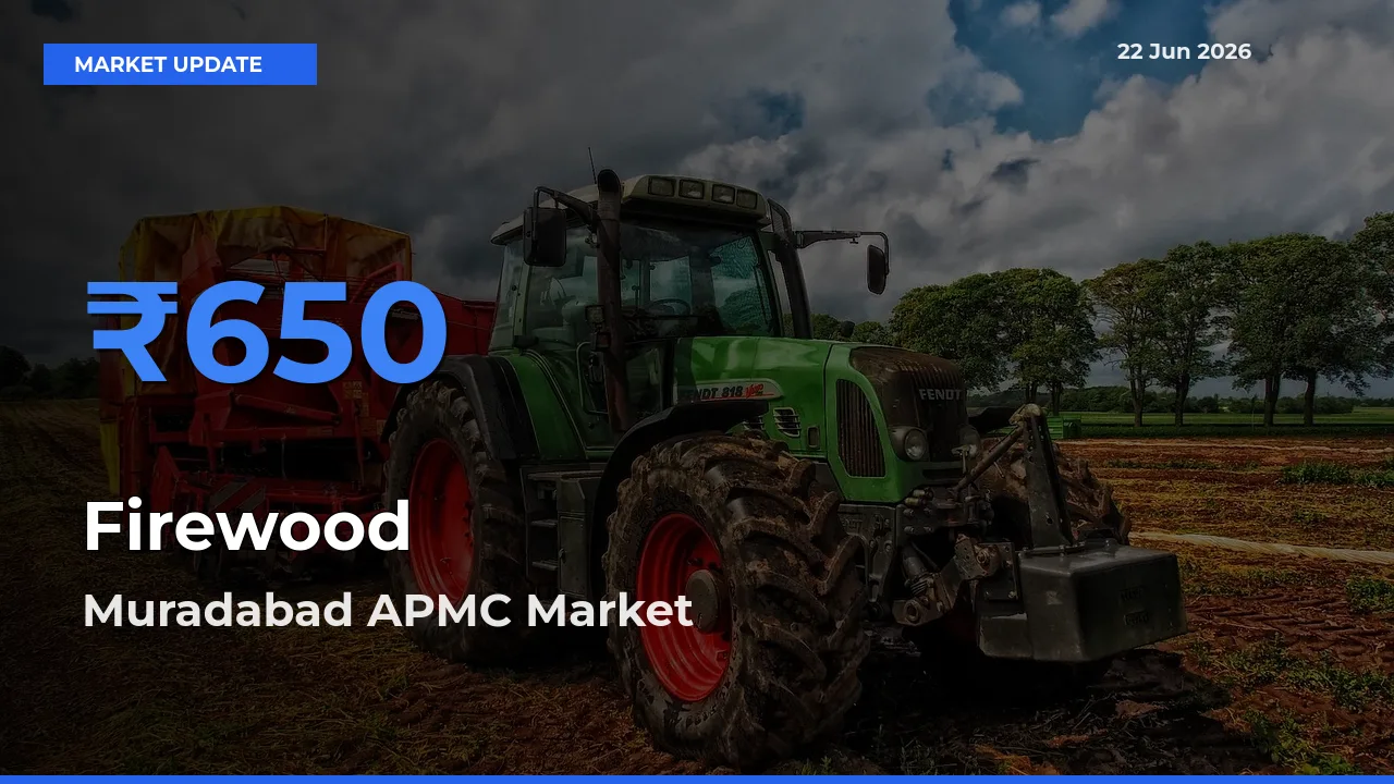 Market Watch: Muradabad APMC Becomes Top Mandi for Firewood