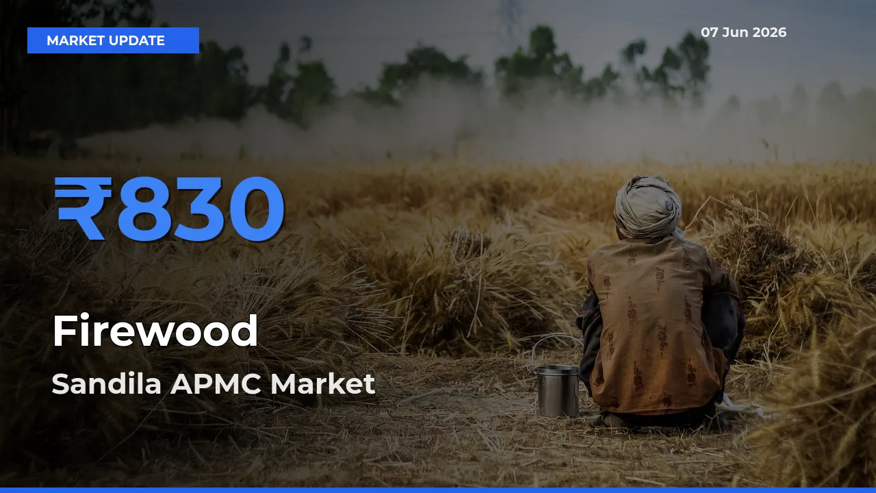 Sandila APMC Records Highest ₹830 Rate for Firewood