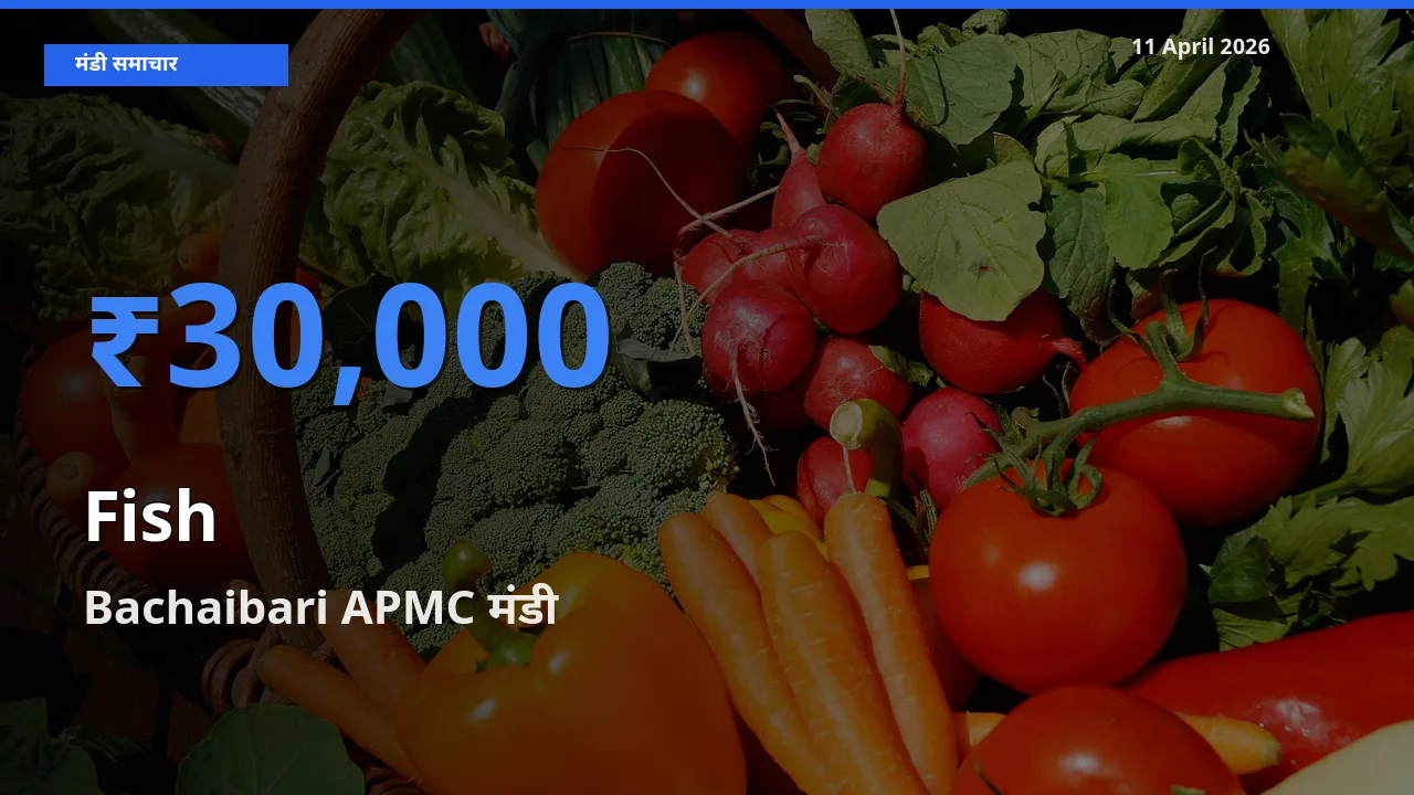 Bachaibari APMC मंडी में मछली ₹30,000 पर पहुँचा – आज का सर्वोच्च भाव