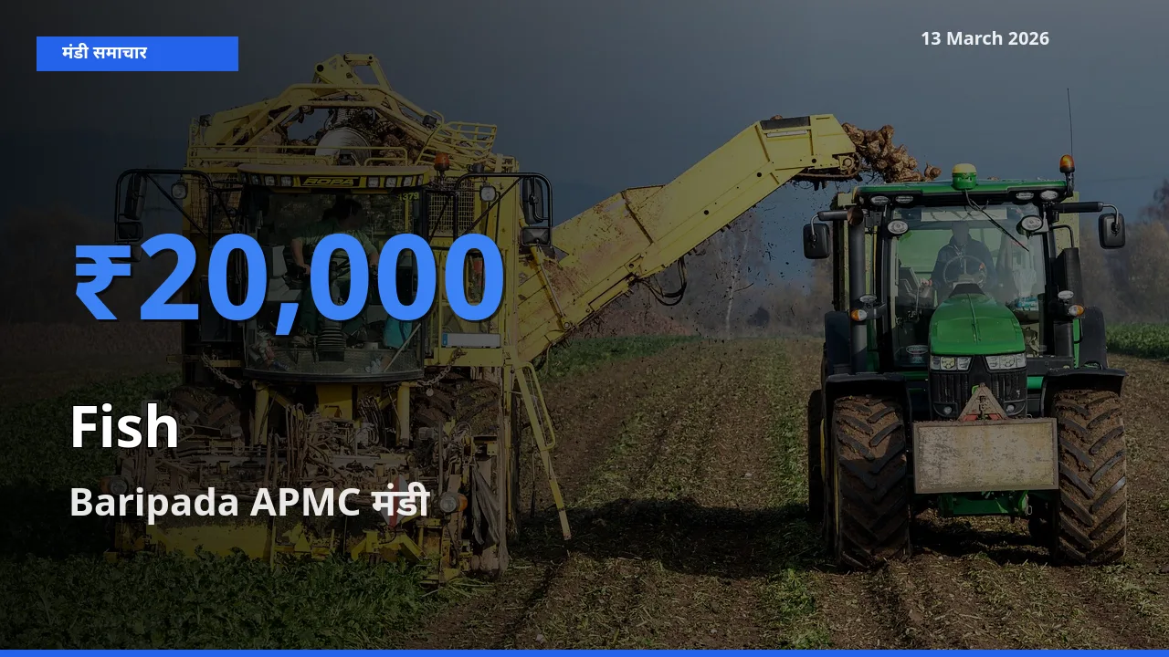 आज मछली के सबसे ज़्यादा दाम Baripada APMC मंडी में दर्ज