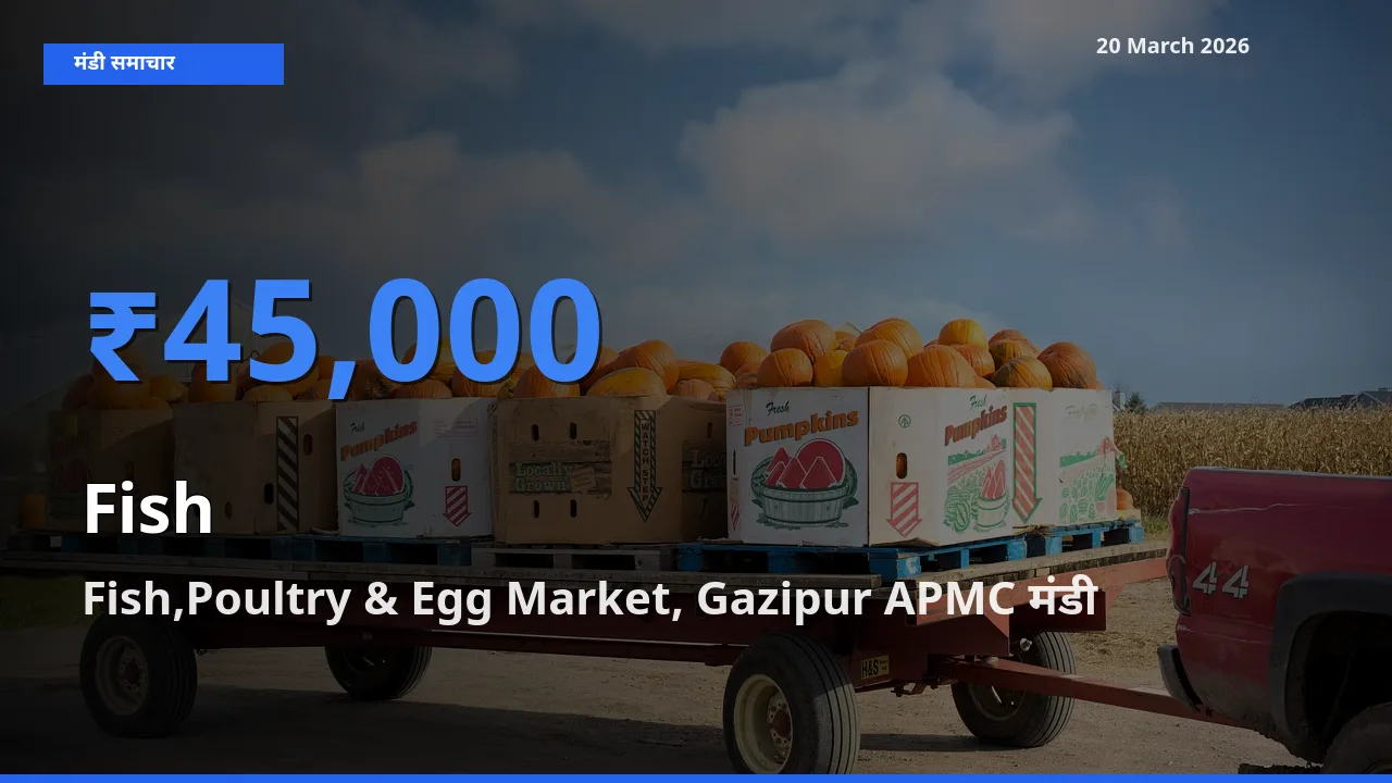 20 March अपडेट: मछली के सबसे ऊँचे दाम Fish,Poultry & Egg Market, Gazipur APMC मंडी में