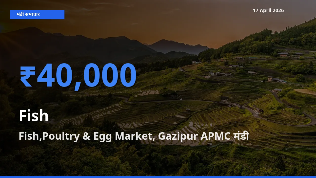 Fish,Poultry & Egg Market, Gazipur APMC मंडी में आज मछली के सबसे ऊँचे दाम दर्ज