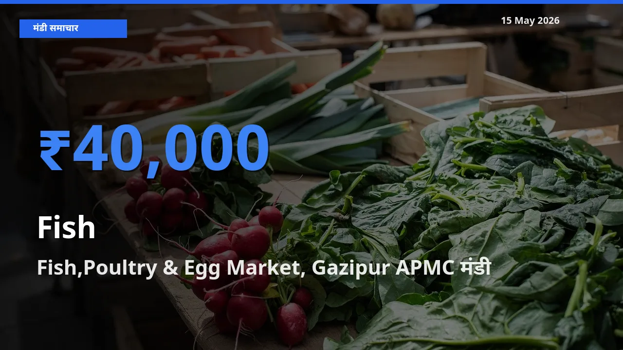Fish,Poultry & Egg Market, Gazipur APMC में मछली का आज सबसे ऊँचा भाव