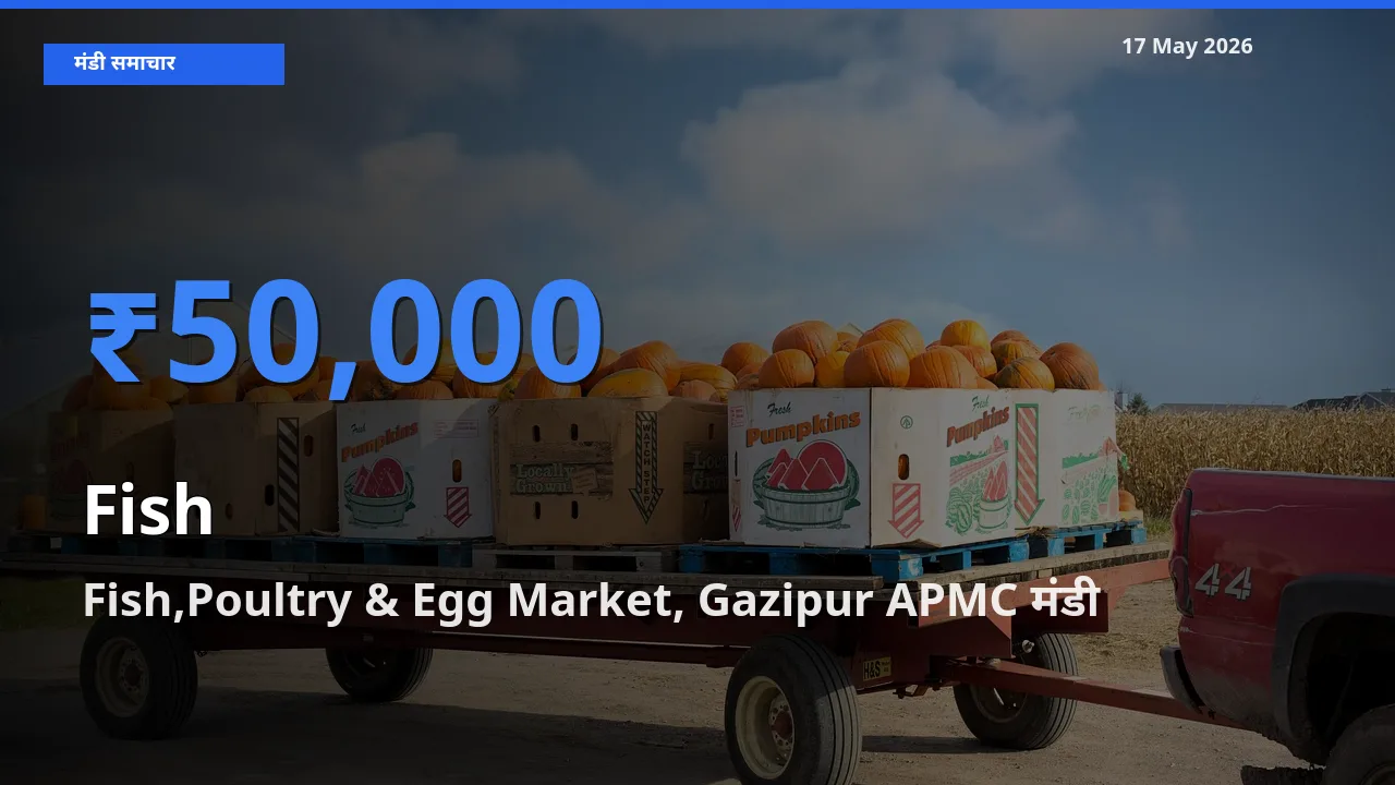 आज का मंडी भाव: मछली के सबसे ज़्यादा दाम Fish,Poultry & Egg Market, Gazipur APMC में