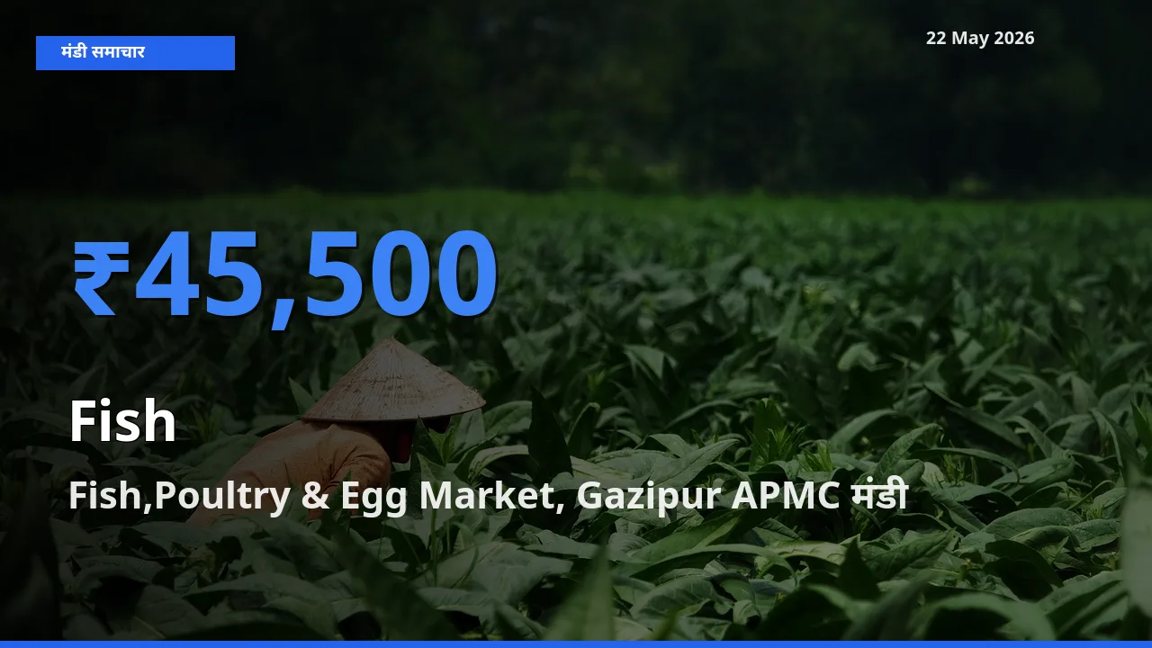 आज मछली के सबसे ऊँचे दाम ₹45,500 Fish,Poultry & Egg Market, Gazipur APMC मंडी में