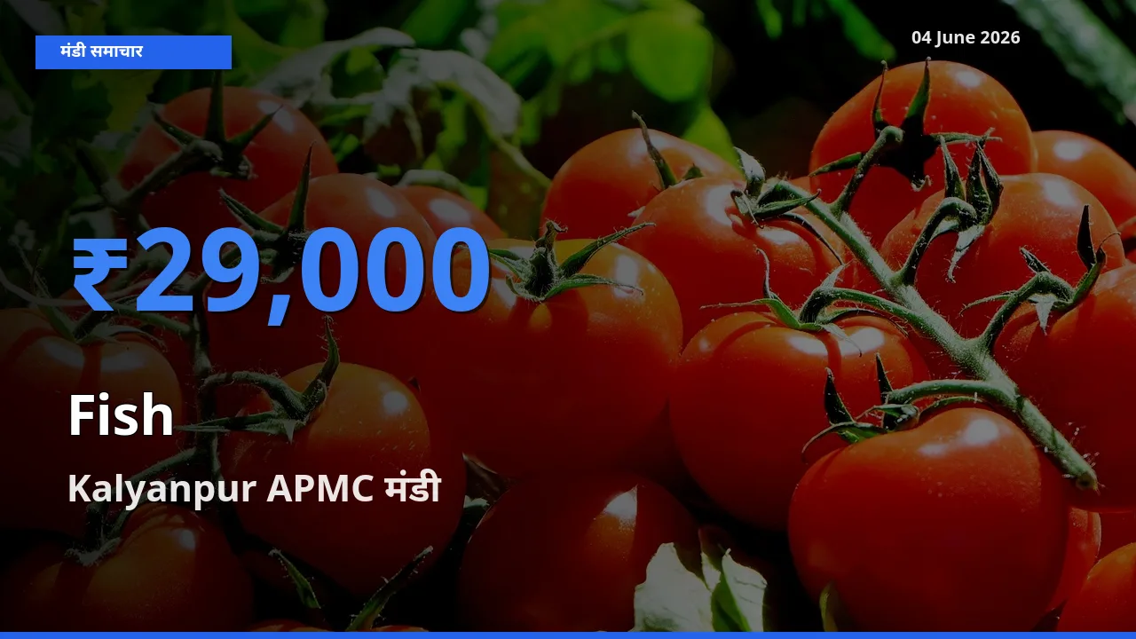 Kalyanpur APMC मंडी में आज मछली के सबसे ऊँचे दाम दर्ज