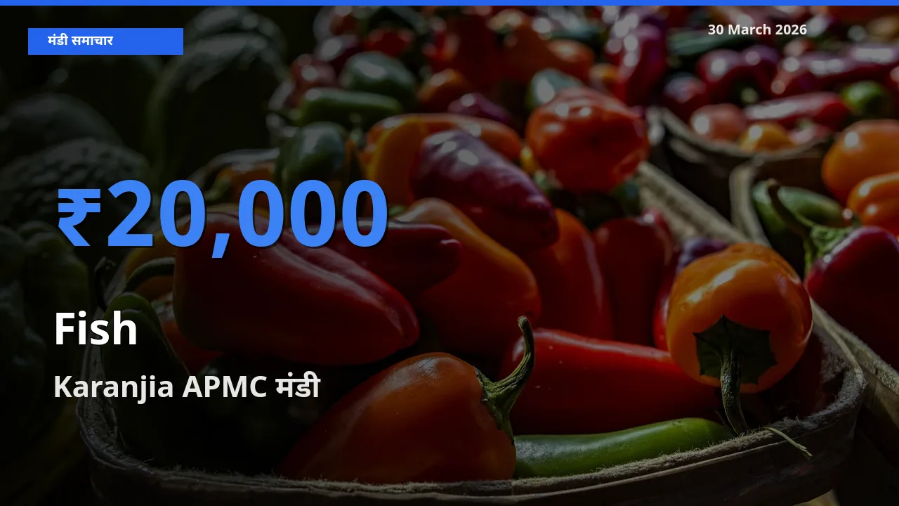 आज मछली के सबसे ज़्यादा दाम Karanjia APMC मंडी में दर्ज
