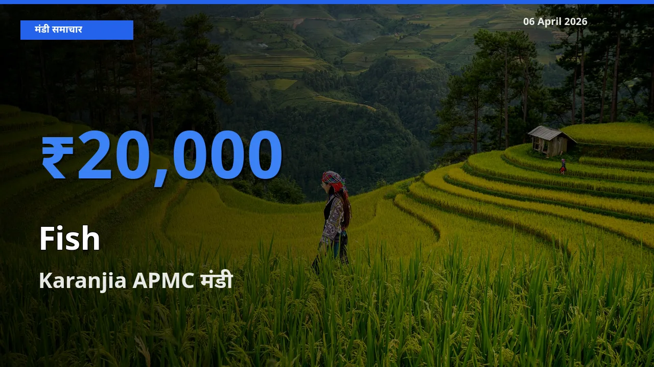आज मछली के सबसे ऊँचे दाम ₹20,000 Karanjia APMC मंडी में