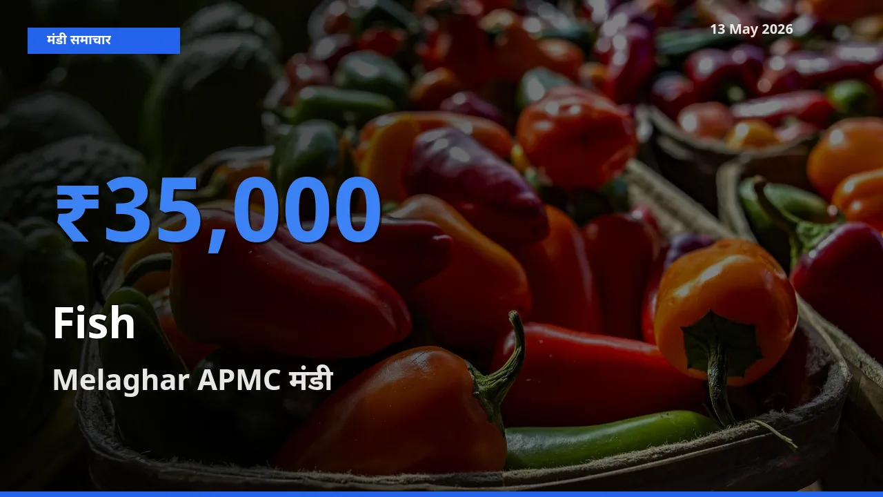 Melaghar APMC मंडी में आज मछली के सबसे ऊँचे दाम दर्ज