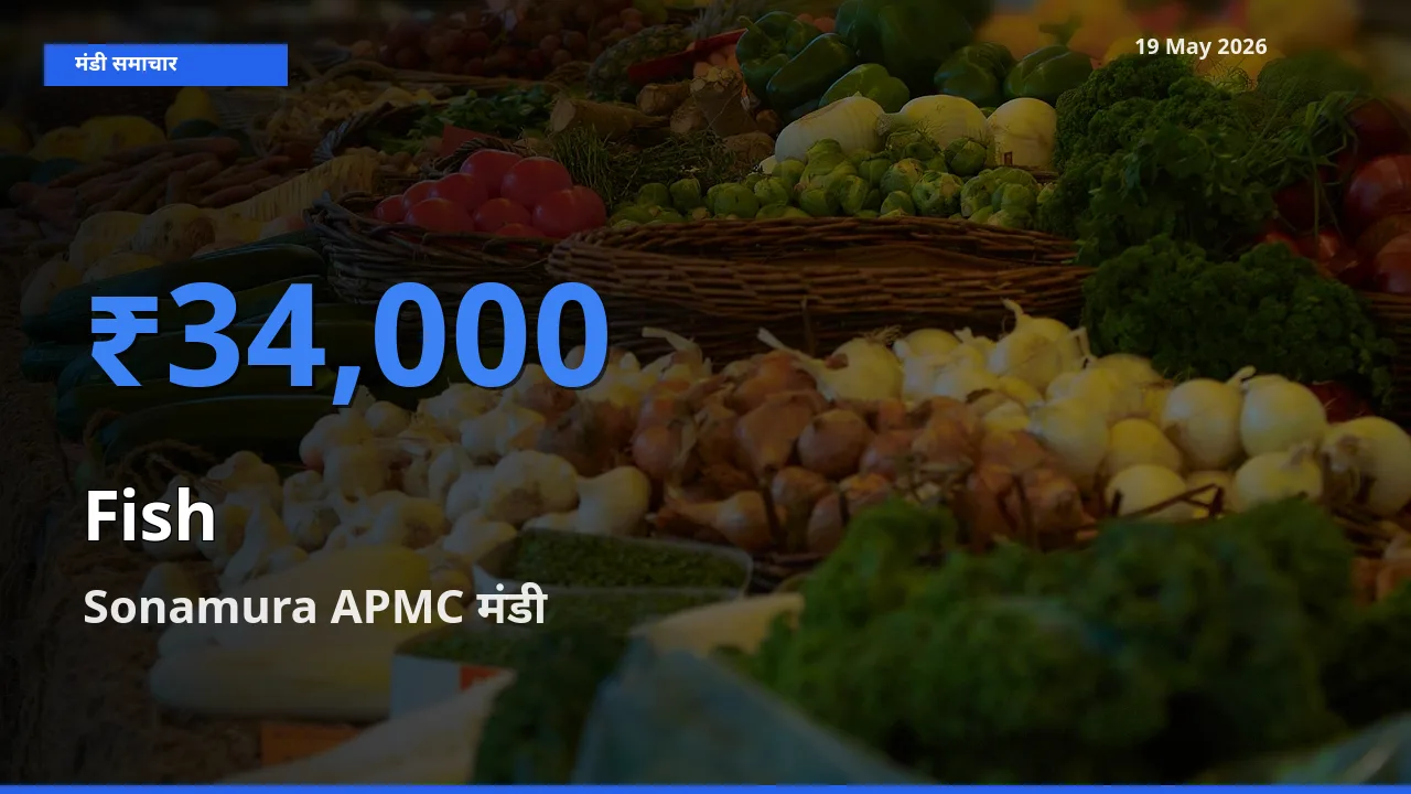 19 May अपडेट: मछली के सबसे ऊँचे दाम Sonamura APMC मंडी में