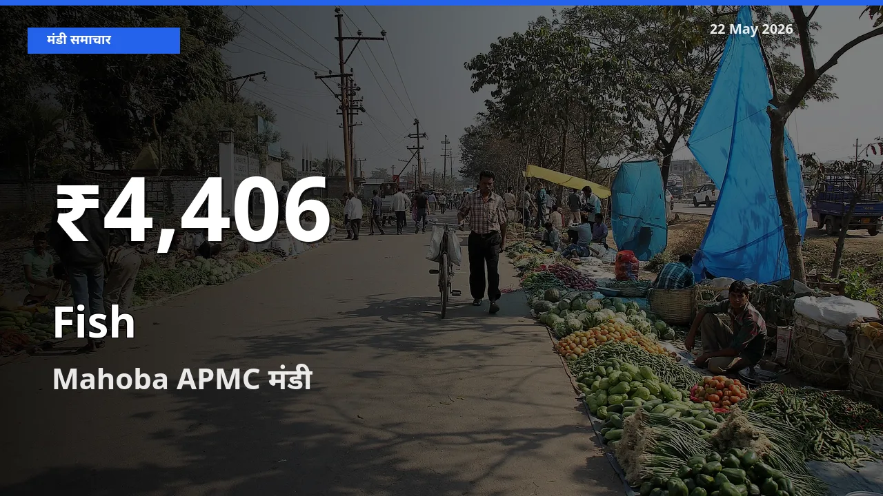 रिकॉर्ड गिरावट नहीं, लेकिन 30 दिन का न्यूनतम! Mahoba APMC में मछली के दाम फिसले