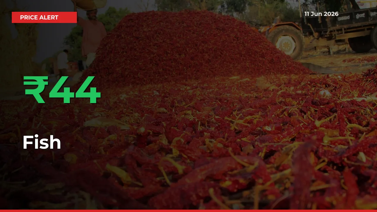 Sharp Jump! Fish Prices Climb 44.36% in 24 Hours at Key Mandis