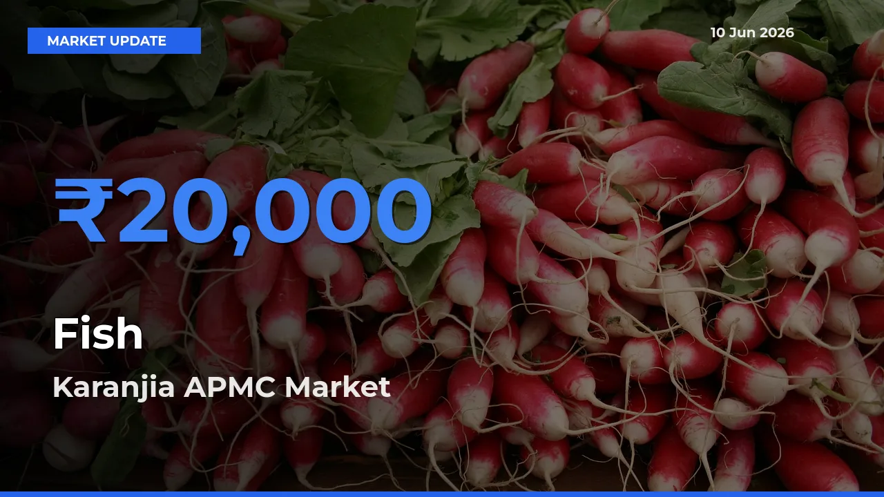 Market Watch: Karanjia APMC Becomes Top Mandi for Fish