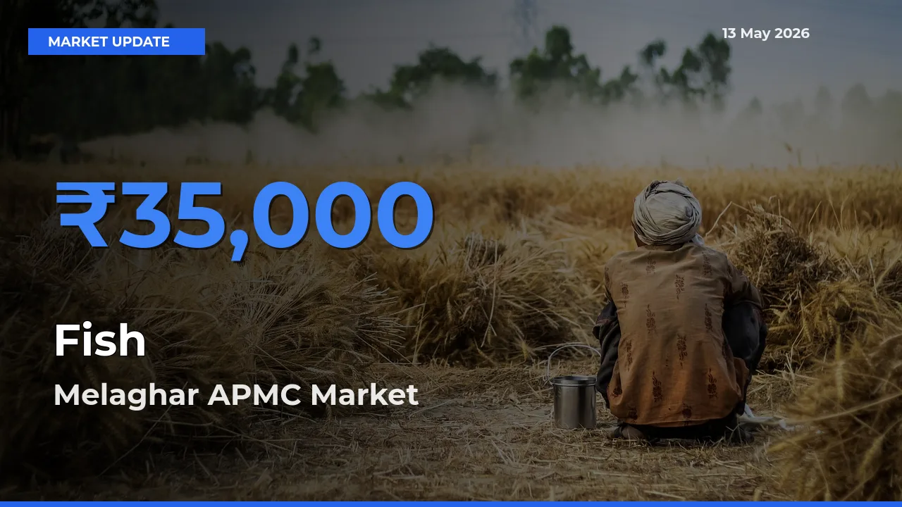 Melaghar APMC Offers ₹35,000 – Highest Fish Rate Today