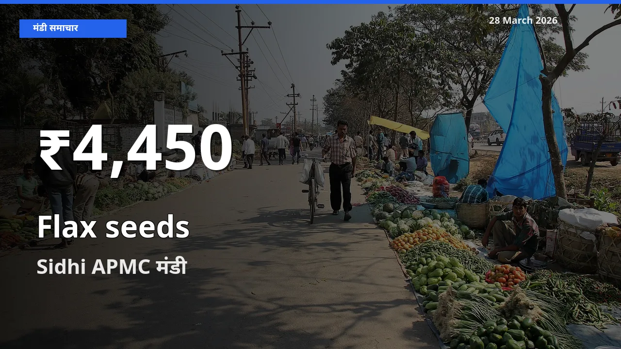 रिकॉर्ड गिरावट नहीं, लेकिन 30 दिन का न्यूनतम! Sidhi APMC में अलसी के दाम फिसले