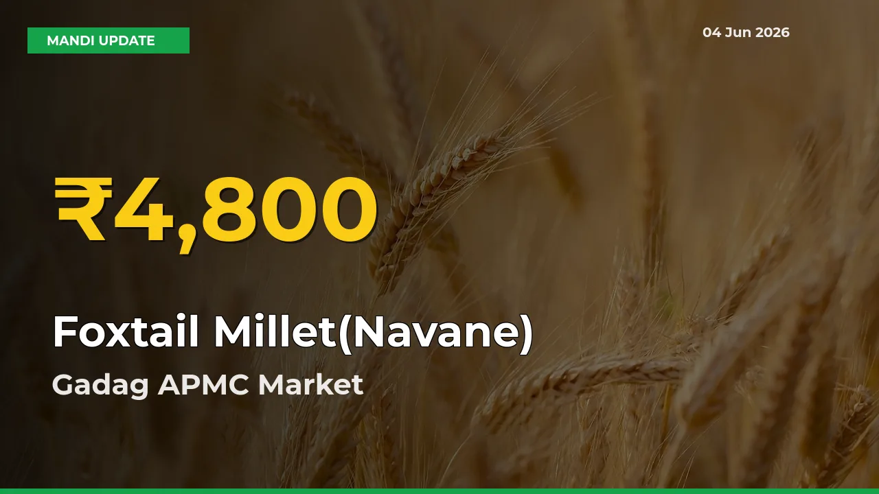 Foxtail Millet(Navane) Mandi Rate Surges Today in Gadag APMC – Highest Level in 30 Days