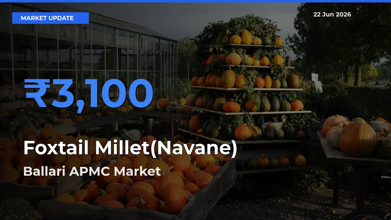 Ballari APMC Records Highest ₹3,100 Rate for Foxtail Millet(Navane)