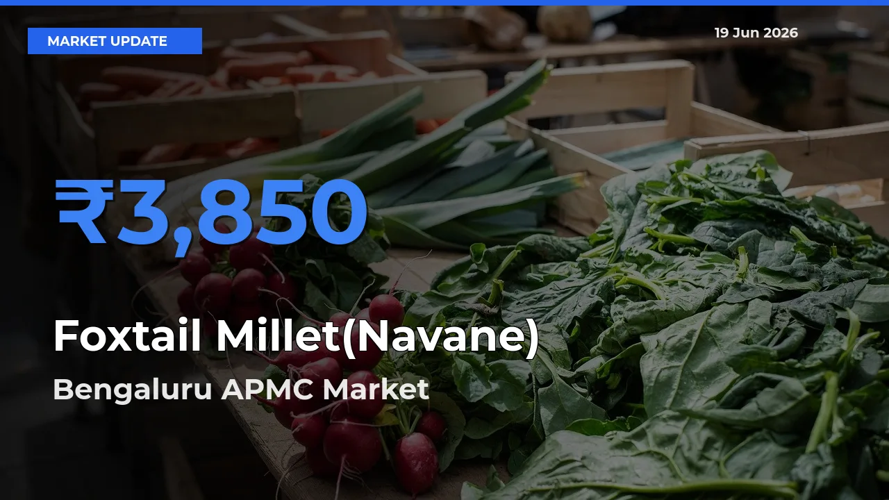 Bengaluru APMC Emerges as Top Mandi for Foxtail Millet(Navane) Prices Today