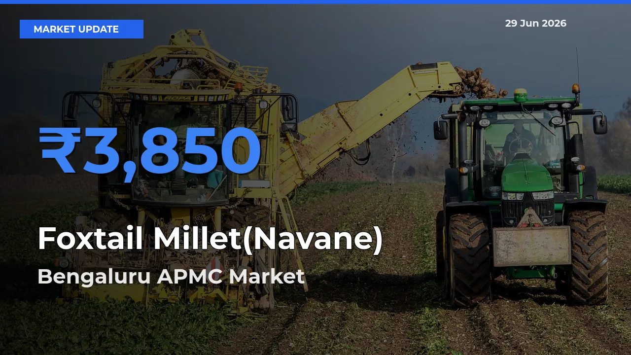 Bengaluru APMC Leads as Top Mandi for Foxtail Millet(Navane) Prices