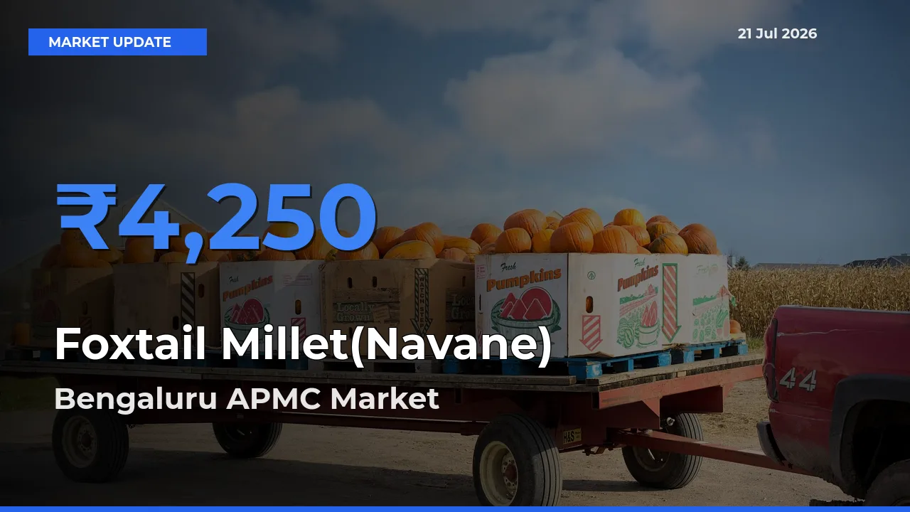 Bengaluru APMC Emerges as Top Mandi for Foxtail Millet(Navane) Prices Today