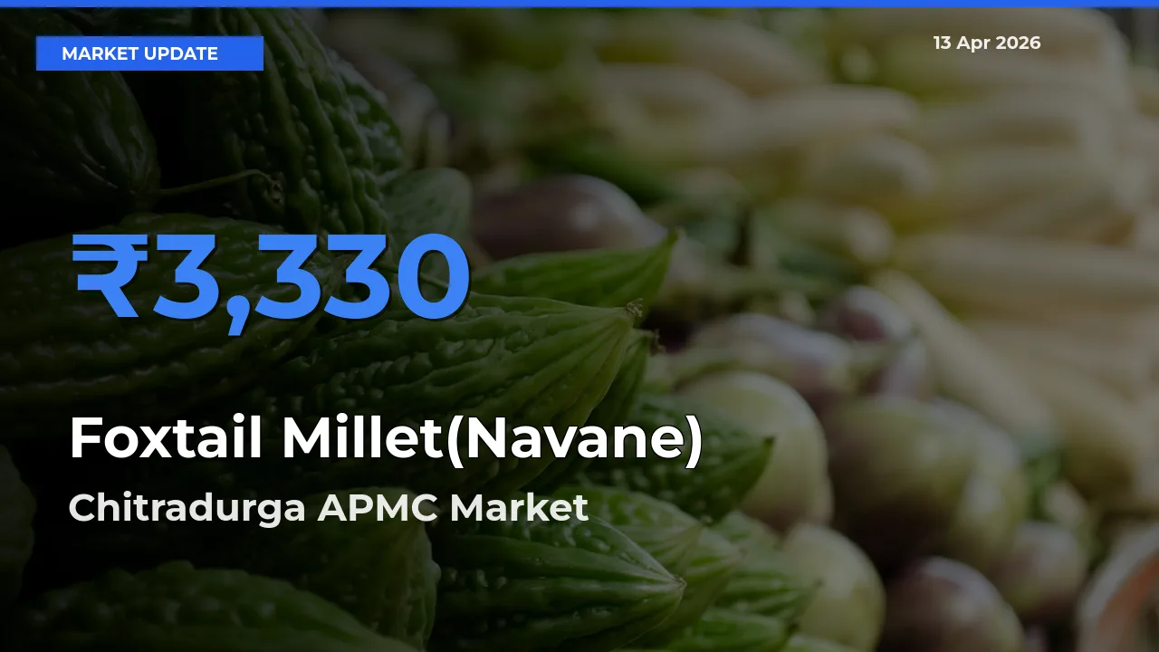 Top Performer! Chitradurga APMC Offers Best Foxtail Millet(Navane) Price Today