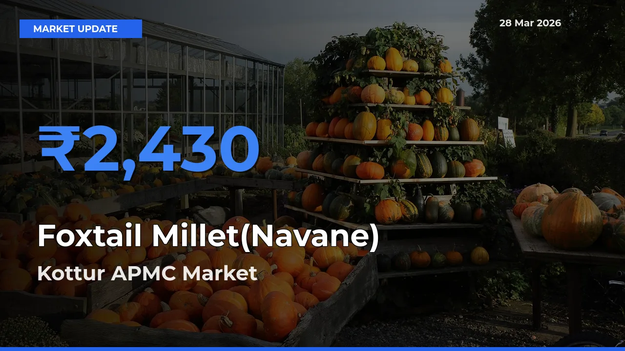 Farmers Prefer Kottur APMC as Foxtail Millet(Navane) Hits Highest Rate
