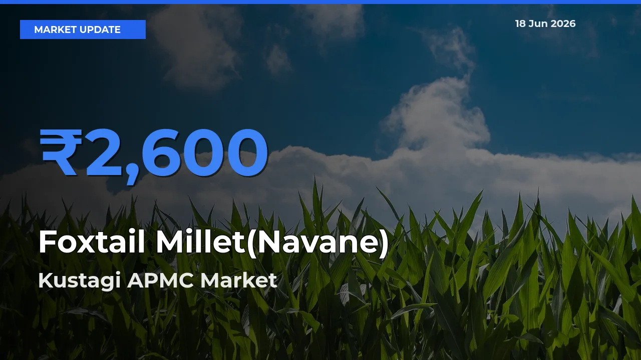 Market Watch: Kustagi APMC Becomes Top Mandi for Foxtail Millet(Navane)