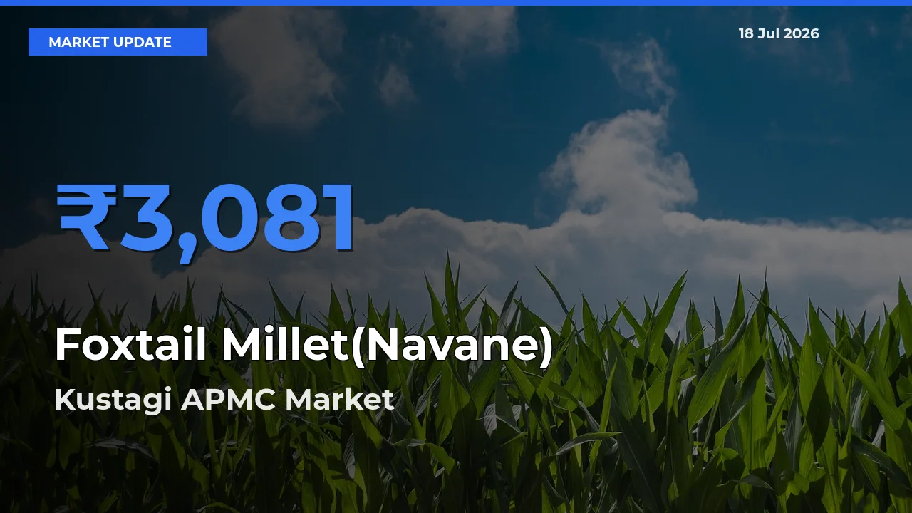Top Performer! Kustagi APMC Offers Best Foxtail Millet(Navane) Price Today
