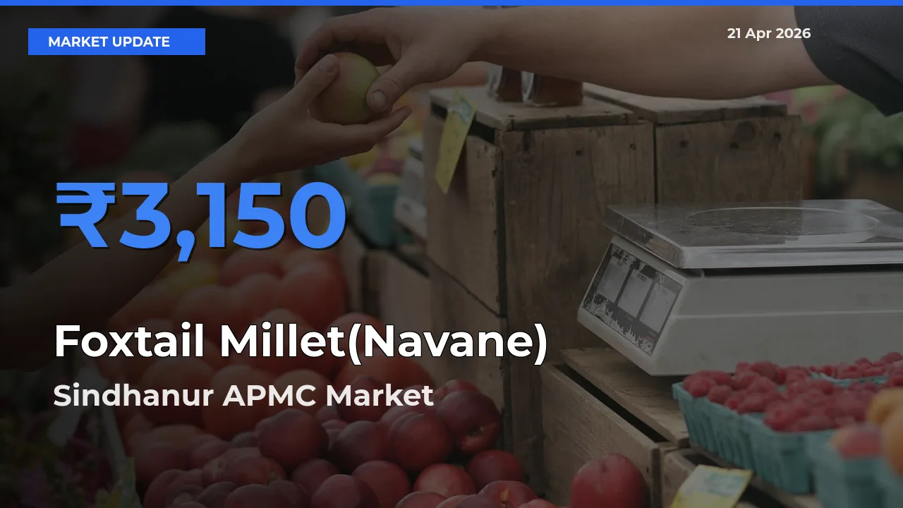Sindhanur APMC Offers ₹3,150 – Highest Foxtail Millet(Navane) Rate Today