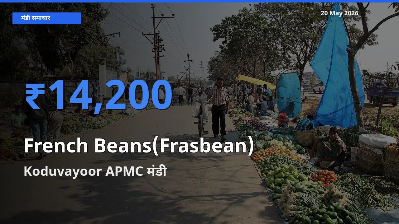 टॉप मंडी बना Koduvayoor APMC! फ़्रेंच बीन्स (फ़्रासबीन) के सबसे ऊँचे दाम यहीं दर्ज