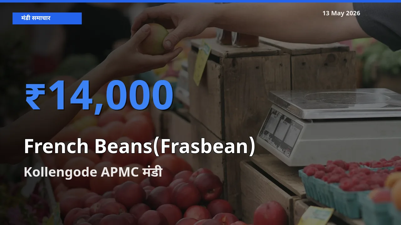 Kollengode APMC मंडी में फ़्रेंच बीन्स (फ़्रासबीन) ₹14,000 पर पहुँचा – आज का सर्वोच्च भाव