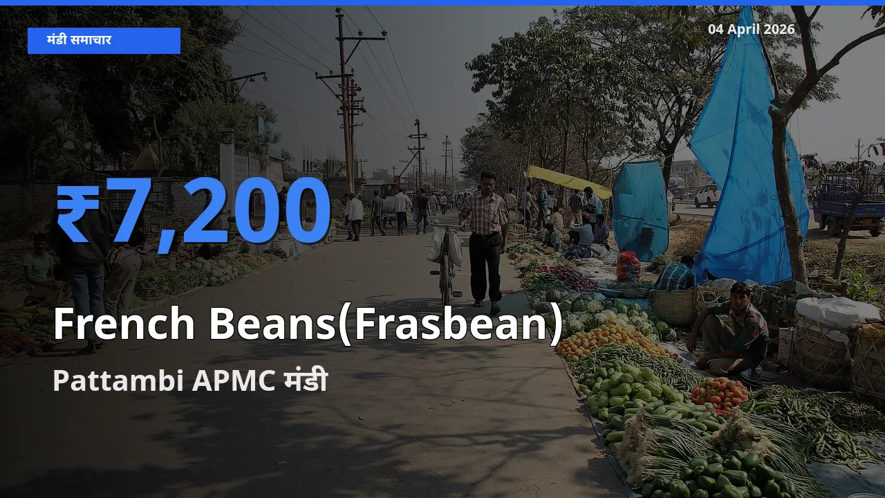 किसानों की पसंद बना Pattambi APMC, फ़्रेंच बीन्स (फ़्रासबीन) के सबसे अच्छे दाम