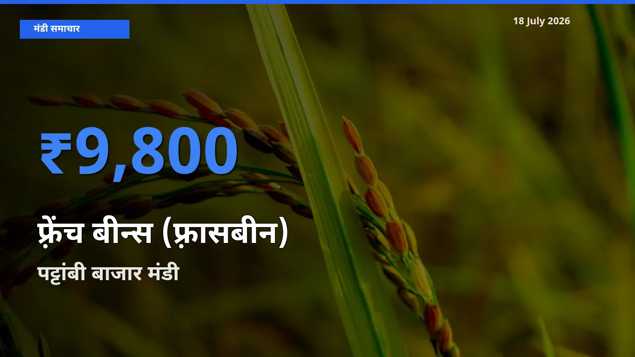 पट्टांबी बाजार मंडी में आज फ़्रेंच बीन्स (फ़्रासबीन) के सबसे ऊँचे दाम दर्ज